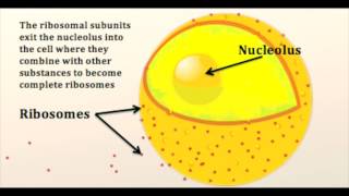 Nucleus - Nucleolus