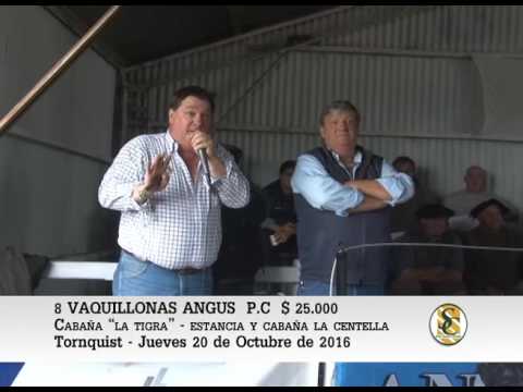 20-10-16 Venta de Vaquillonas Angus - Cabaña La Centella - Tornquist