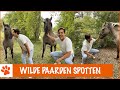 Op zoek naar paarden in het wild! | DierenpraatTV