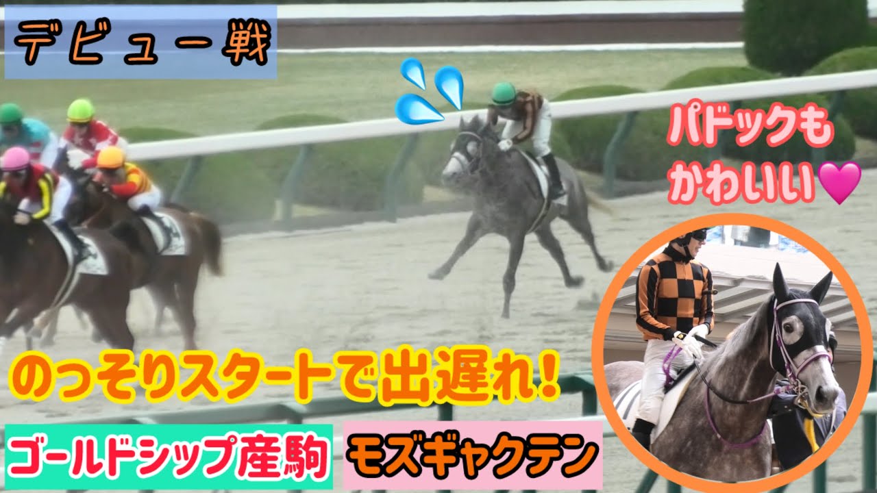 【ゴールドシップ産駒】ギャクテン目指して頑張る！パドックでは時折くるっと"カイテン"しちゃうモズギャクテン