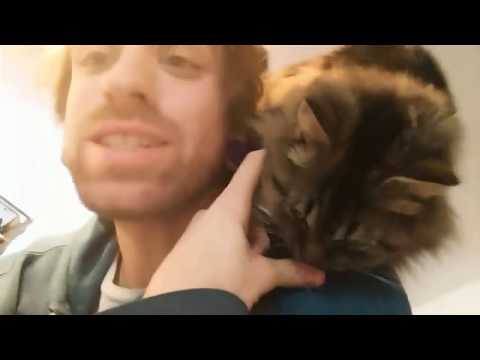 How to teach a cat to sit on your shoulder