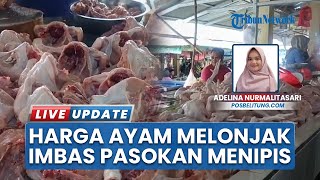 Harga Ayam di Belitung Tembus Harga Tinggi, Pasokan DOC Minim