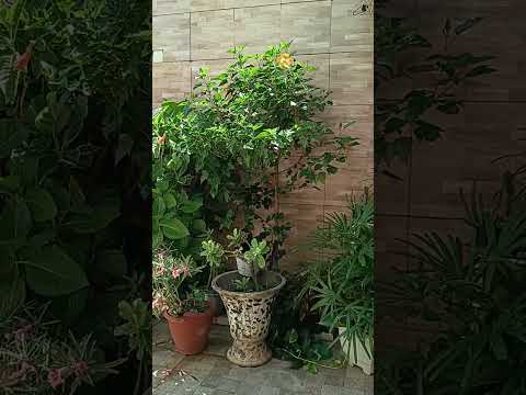 05 de março de 2026 #plantas#jardim fortaleza ceará