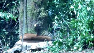 A Tree Falls in Mehama