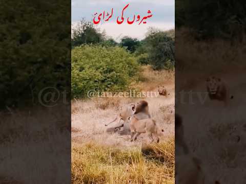 Fighting animals #shortvideo #shortvideo#shortsfeed #lion#short