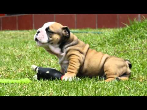 Mauiexpo's Ivan English bulldog puppies for sale