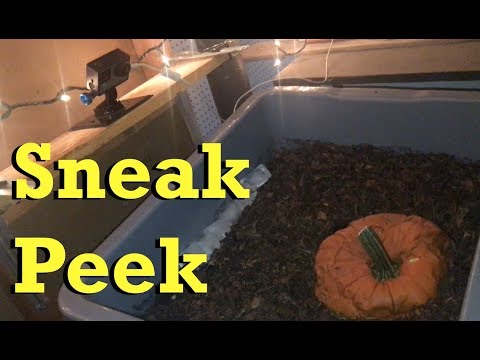 Sneak peek - day-36 and day-87 on in-progress time-lapses - vermicomposting