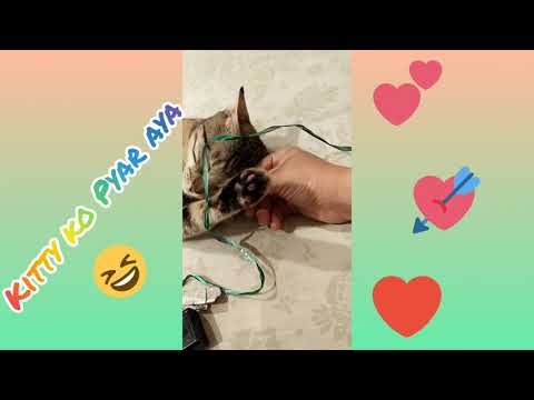 Dil ko karar aya ❤️😺 Kitty ko Pyar aya ❤️😺😆