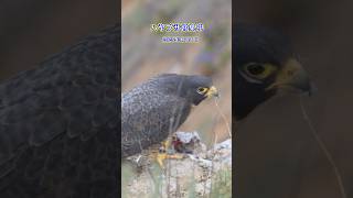 ハヤブサ営巣中  Peregrine Falcon　2026/04/30 早朝  #ハヤブサ  #peregrinefalcon #ranchopalosverdes #shorts