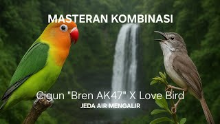 Download lagu Masteran Kombinase Cigun 'Bren AK47' Sambung Love Bird Jeda Air Mengalir mp3 Download lagu Masteran Kombinase Cigun 'Bren AK47' Sambung Love Bird Jeda Air Mengalir mp3