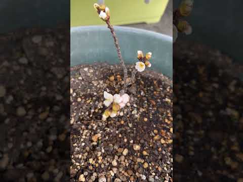 種、挿し木、または若木から盆栽を育てるにはどうすればよいですか?  庭園