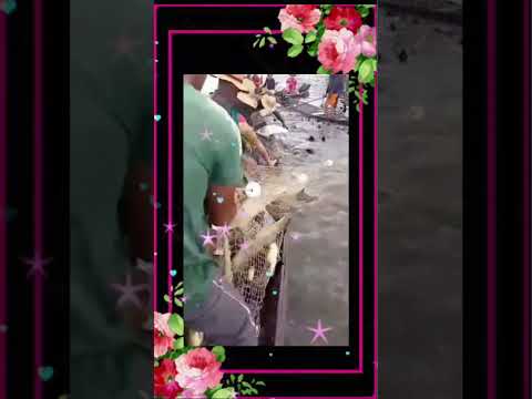 Pescaria de manejo no município de Fonte Boa-am