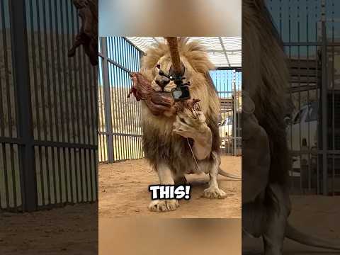 Bro Pulled a Lion Like It Was Nothing 💀 (@SHAWSTRENGTH)