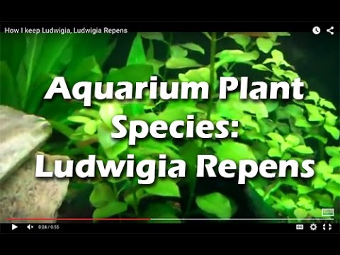How to grow Ludwigia, Ludwigia Repens