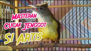 Download lagu MASTERAN CUCAK JENGGOT GACOR FULL TEMBAKAN KASAR COCOK UNTUK MURAI BATU mp3