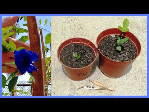 download lagu mp3 mp4 Growing Clitoria Ternatea, download lagu Growing Clitoria Ternatea gratis, unduh video klip Growing Clitoria Ternatea