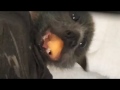 Baby bat squeaks with her mouth full:  this is Didi