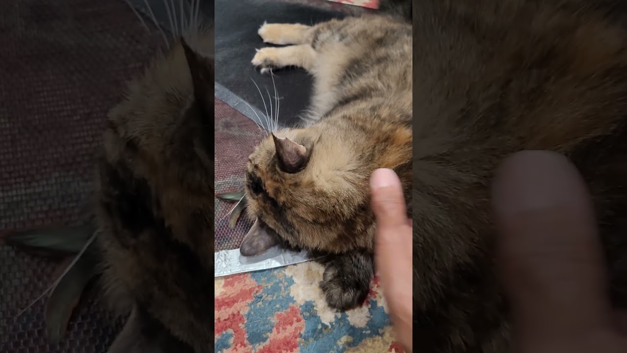 Enlarge Fiona, a Adoptable mixed breed in San Jose, CA video 6/6