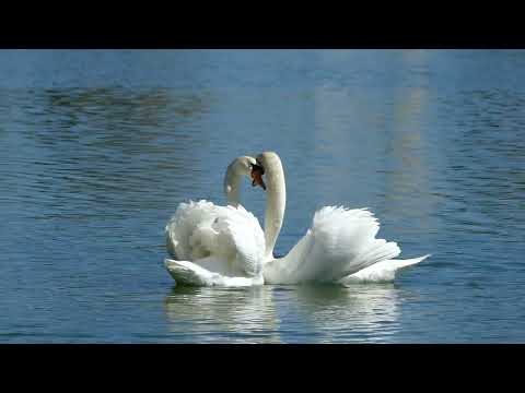 Swan Couple Performs Exquisite Courtship Dance on Florida Lake