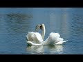 Swan Couple Performs Exquisite Courtship Dance On Florida Lake