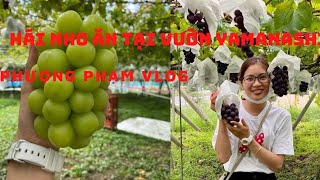 Hái nho và ăn tại vườn ở Yamanashi.