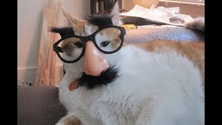 Я РЖАЛ ПОЛ ЧАСА / СМЕШНЫЕ ЖИВОТНЫЕ , КОТЫ СОБАКИ И ДРУГИЕ