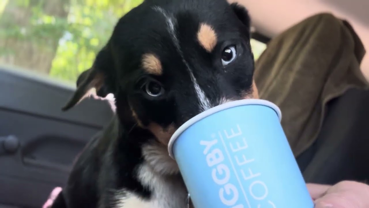 Enlarge Lulu, an adoption pending mixed breed in Quincy, MI video 3/3