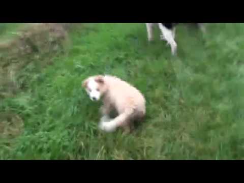 Greater Toronto most Adorable puppy is playing with the big dogs at the canadian forrest