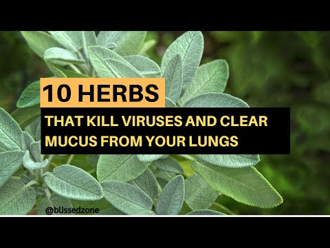 10 Herbs That Kill Viruses and Clear Mucus from Your...