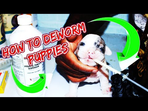 HOW TO DEWORM PUPPIES PROPERLY AT HOME USING (Pyrantel Pamoate)Oral Liquid
