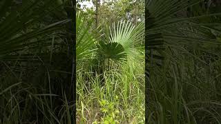 Download lagu Pandan Plants in Dhisil mp3 Download lagu Pandan Plants in Dhisil mp3