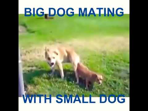 big dog mating small