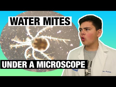 WATER MITES UNDER A MICROSCOPE (Hydrachnidia) | Microscope Monday