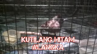 Download lagu DAPAT #KUTILANG HITAM mp3