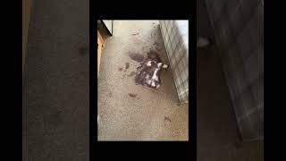 Preview of C F F C Services - Carpet & Upholstery Cleaning Service Nottingham & Derby -  Stain Removal.