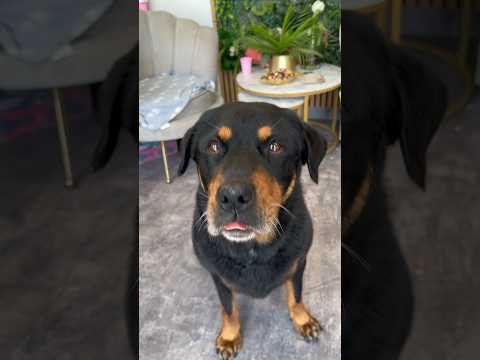 Jaka czym umyć psa z łupieżem i jak wyczyścić mu uszy? #doggroomer #kundelek #rottweiler