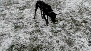 preview picture of video 'Rottweiler Helga in the snow - Victoria, Texas - December 4 2009'