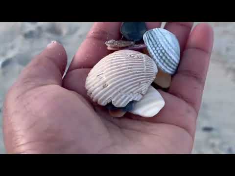 Collecting Shells 🐚 And Stones In A Beach @ Outer banks