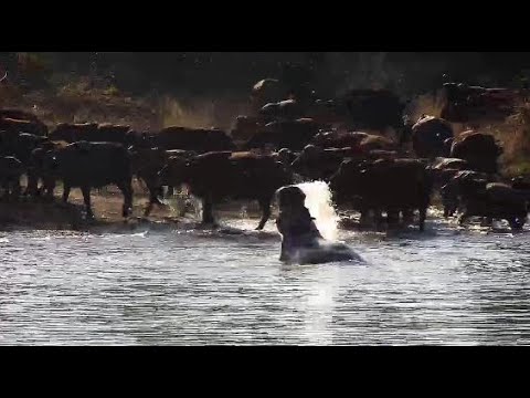 Djuma: How one Hippo reacts to a herd of African Buffalo - 08:10 - 05/18/20