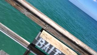 preview picture of video 'Hammerhead Shark - Anglins Fishing Pier - Lauderdale by the Sea - Boatless Fishing'