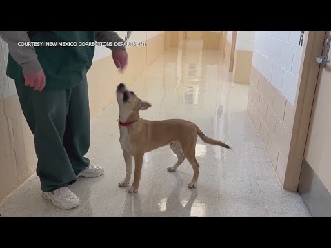 ‘Love at first sight’: Family adopts dog trained by NM inmate through new program