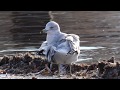Ring Billed Gull