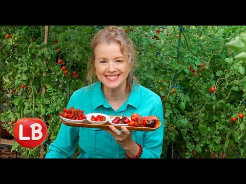 , title : 'Tomato Report: Varieties, Strategy, Harvest, Taste Test, Recipe | Late Bloomer | Episode 14'