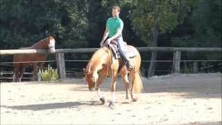 Bad Boy Bertl - 2008 Appaloosa Gelding SOLD!