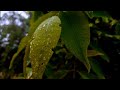 Its A Rainy Day 4k Raining Status Soch Na Sake Song Slowed Nature Whatsapp Status Ron Editxx