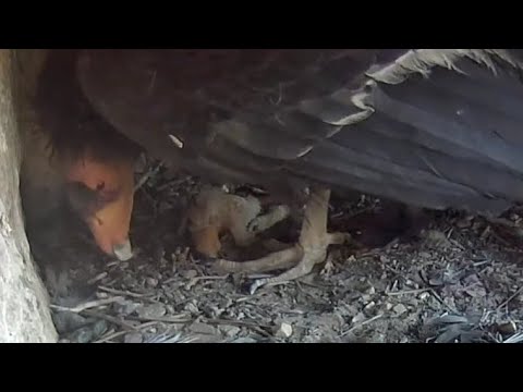 California Condors | Egg Hatched ! First view of newly hatched baby Condors | March 14, 2022