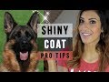 GERMAN SHEPHERD GROOMING: 6 TIPS FOR A SUPER SHINY DOG COAT