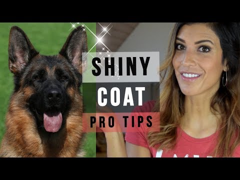 YouTube video about: How to make a dog's coat shiny?