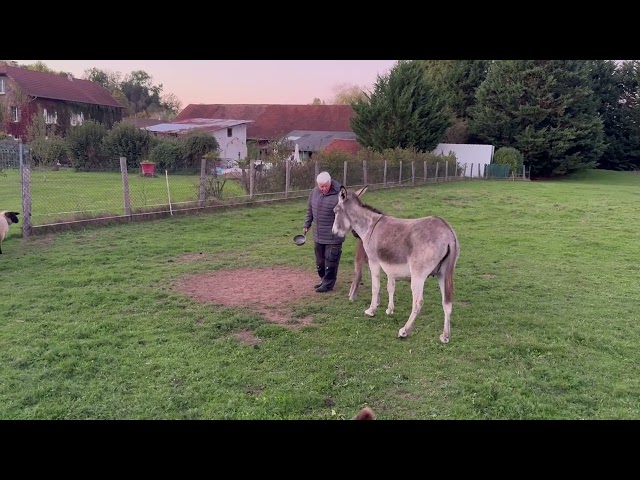 &Acirc;non m&acirc;le &ndash; 6 mois &ndash; tr&egrave;s doux et sociable
