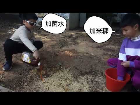 甲蟲復育計畫-六家國小